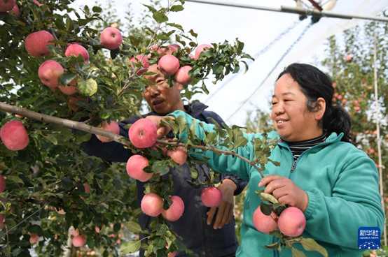 【高質(zhì)量發(fā)展看陜西】“上天”的延安蘋果，蘊(yùn)藏哪些新質(zhì)生產(chǎn)力