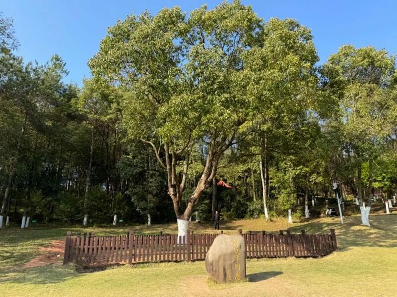 習(xí)近平同志為福建省長汀縣水土保持科教園捐種的香樟樹。圖源：學(xué)習(xí)時報(bào)