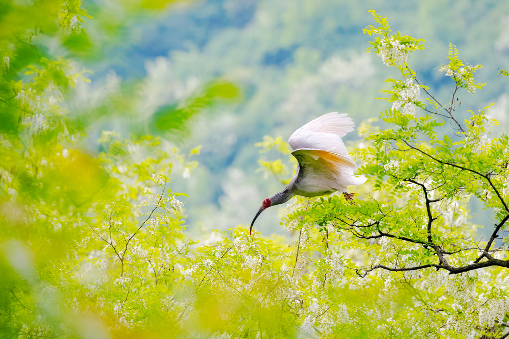 2024年5月2日，一只秦嶺以北野放朱鹮在陜西省銅川市耀州區(qū)沮河上游洋槐林中飛翔。