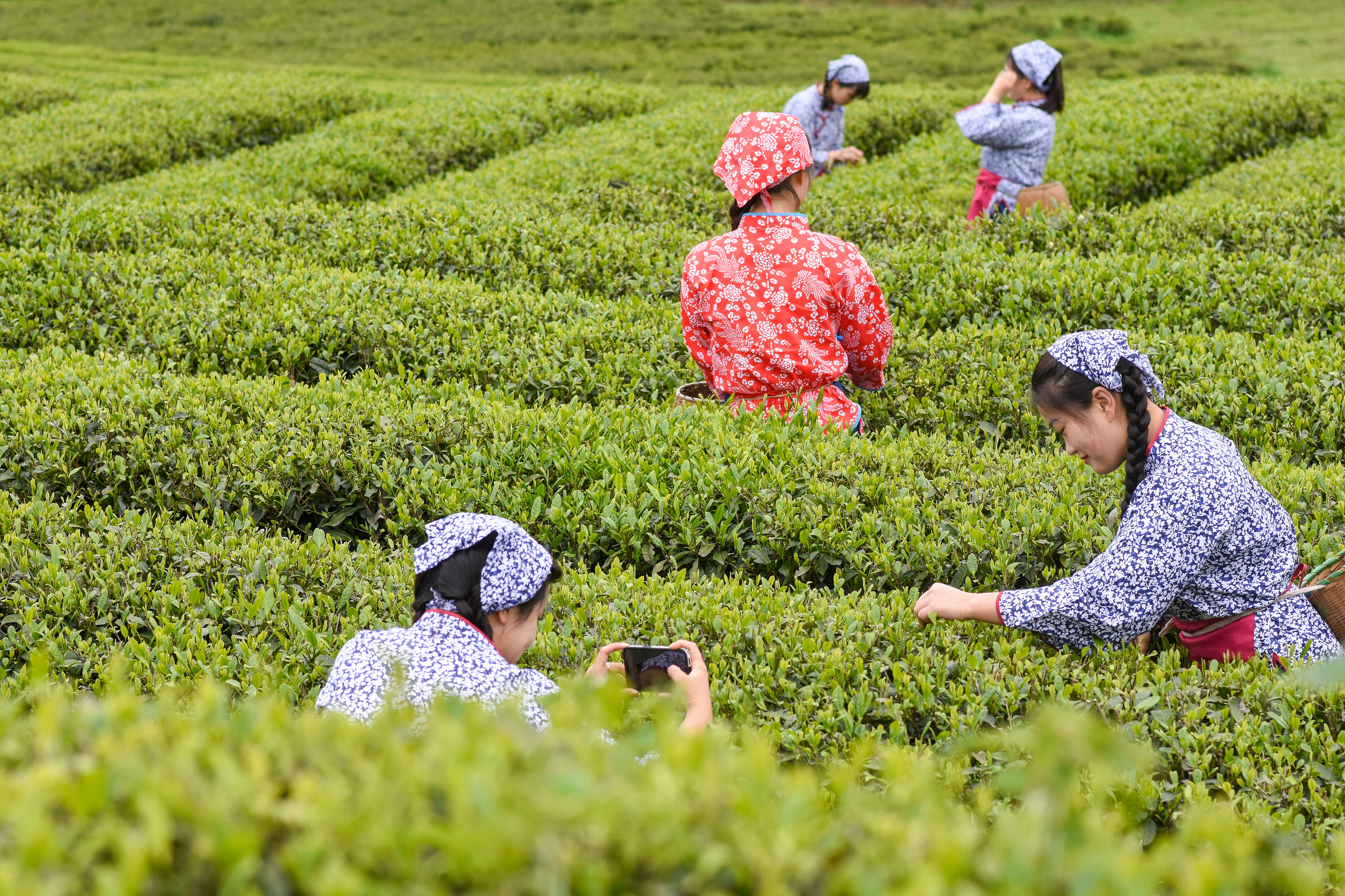 2023年4月6日，游客在貴州省銅仁市江口縣怒溪鎮(zhèn)駱象村生態(tài)茶園體驗(yàn)采茶樂趣。