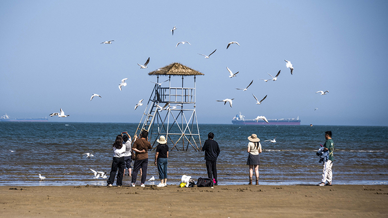 2024年5月12日，河北秦皇島，北戴河鴿子窩公園成群海鷗在天空中自由翱翔，與大海、藍天構成了一幅美麗的畫卷。