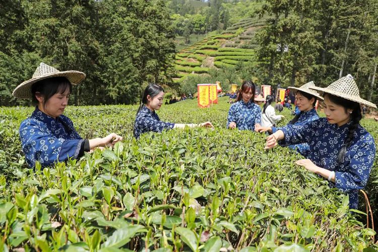 2025年4月13日，福建武夷山市星村鎮(zhèn)朝陽村茶農(nóng)在生態(tài)茶園展示采茶。新華社發(fā)（邱汝泉 攝）