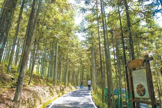 福建周寧縣黃振芳家庭林場(chǎng)。（圖源：央視新聞）