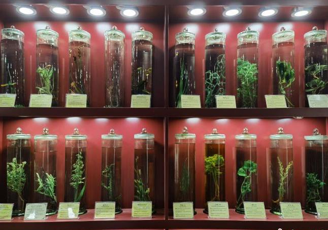 圖為藏藥藥材標本。　張海雯 攝.jpg