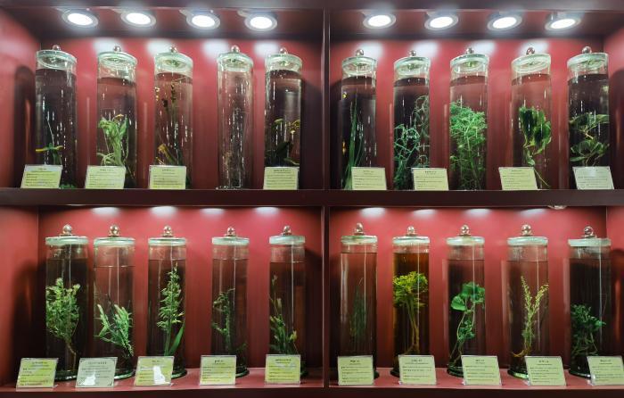 圖為藏藥藥材標本。???張海?? ??.jpg