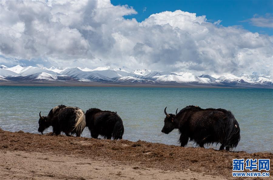 (新華視界)(2)納木錯(cuò)美景惹人醉
