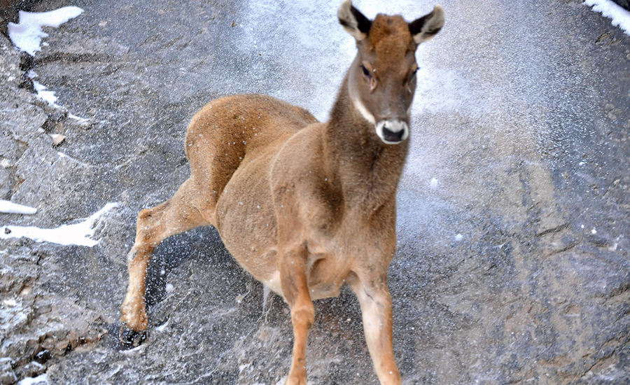活躍在青海省海西州柏樹(shù)山的白唇鹿。巴圖那生攝
