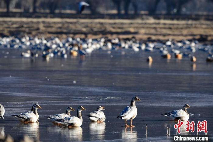 圖為拉薩市林周縣境內(nèi)越冬的候鳥(niǎo)?！∝暩聛?lái)松 攝