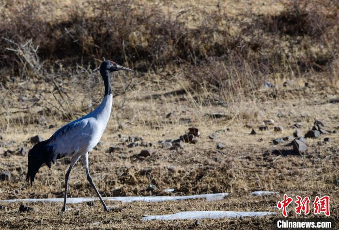 圖為一只黑頸鶴在拉薩市林周縣境內(nèi)田間覓食?！∝暩聛?lái)松 攝