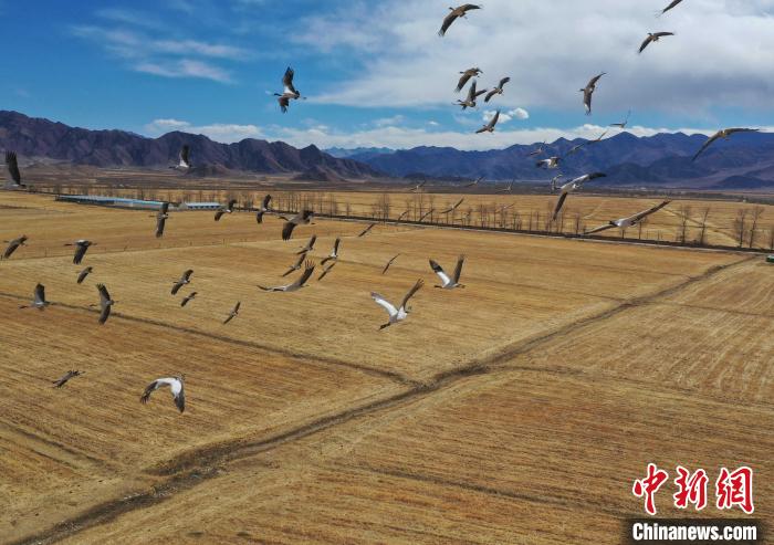 圖為黑頸鶴在拉薩市林周縣境內(nèi)飛翔?！∝暩聛?lái)松 攝