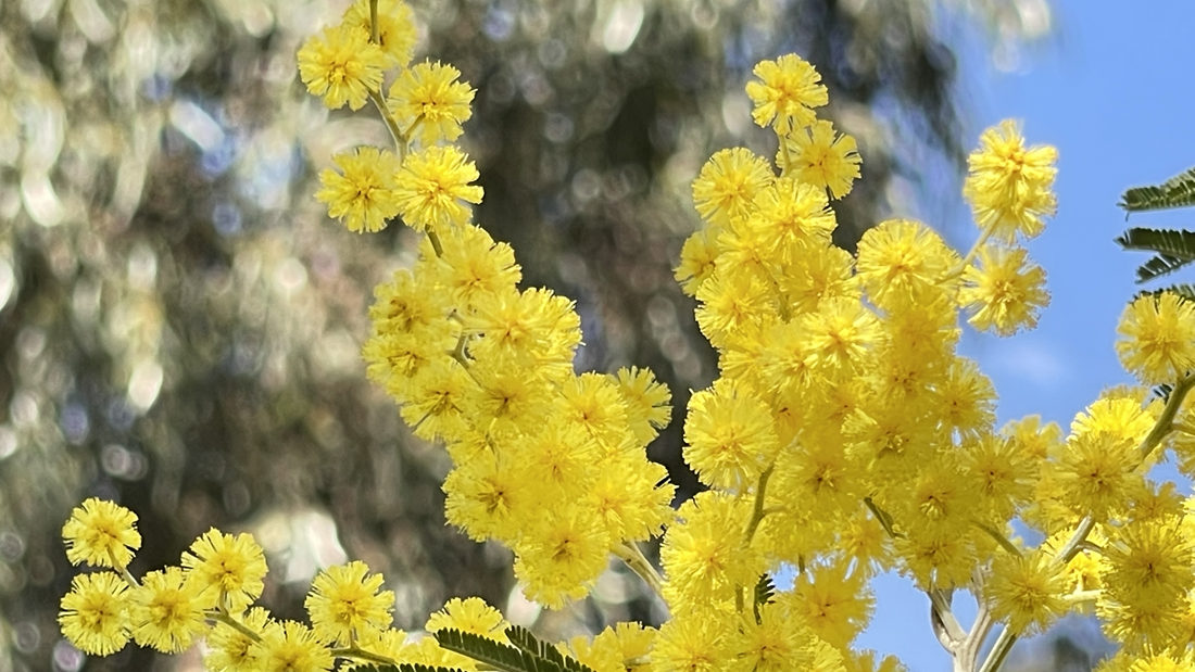 金光燦燦的金合花。