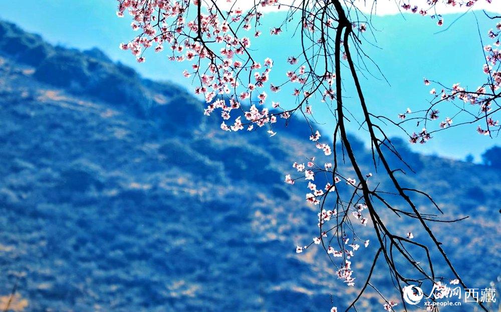 清麗的桃花。人民網(wǎng) 李海霞攝