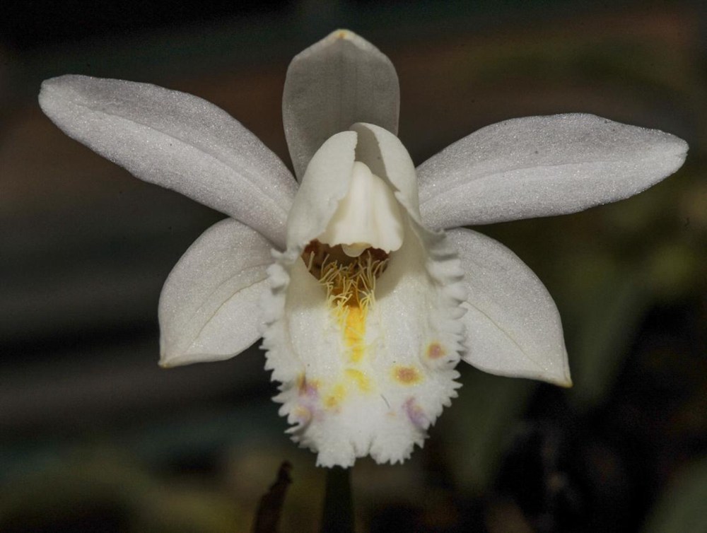 毛唇獨(dú)蒜蘭。 金效華攝