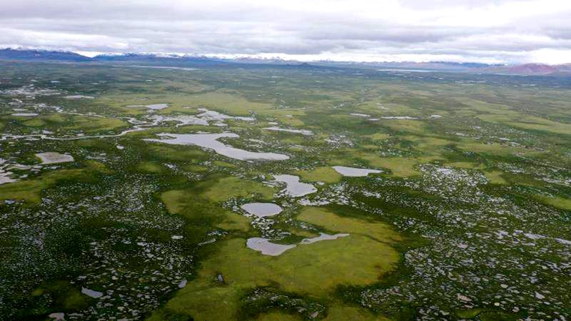 麥地卡濕地。