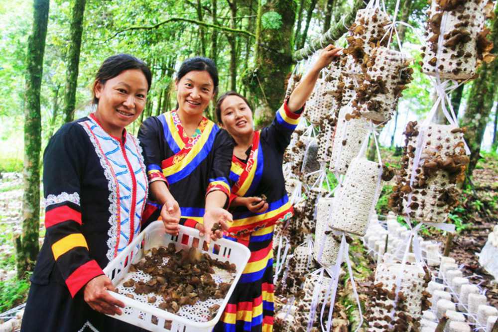 木耳產(chǎn)量頗豐。次仁央宗攝