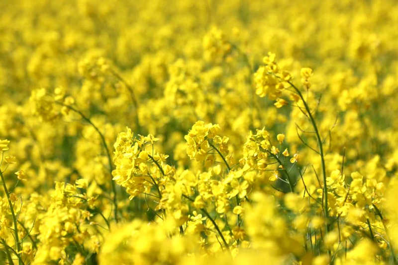 油菜花盛開。洛克攝