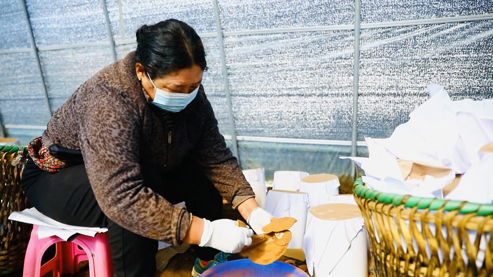 采收靈芝孢子粉。