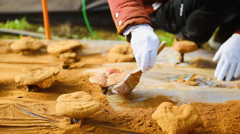 采收靈芝孢子粉。