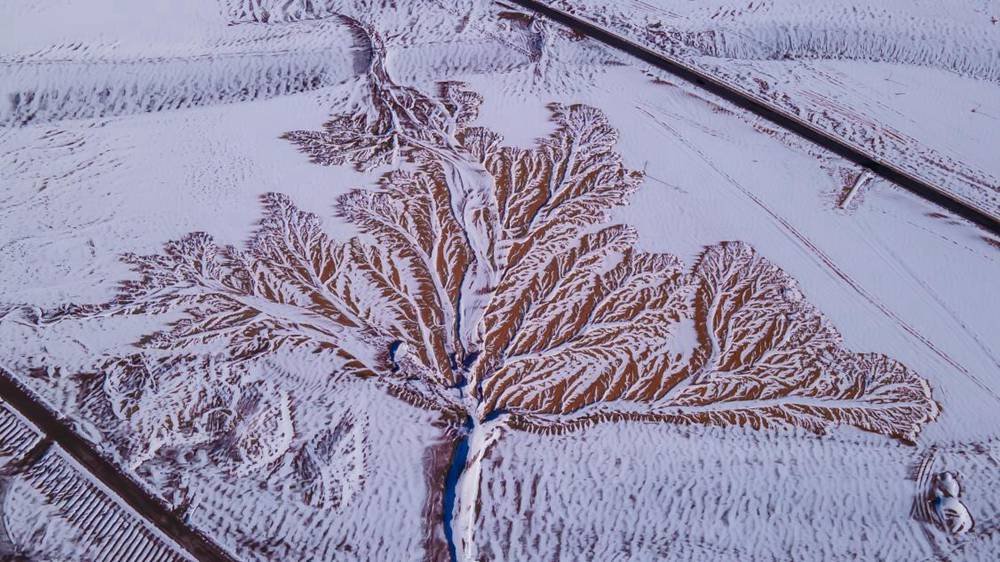 雪中“大樹”。邊巴多吉攝
