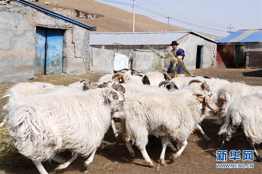 (脫貧攻堅(jiān))(11)從貧困戶到致富能人——藏族村民宋天柱“變身”記