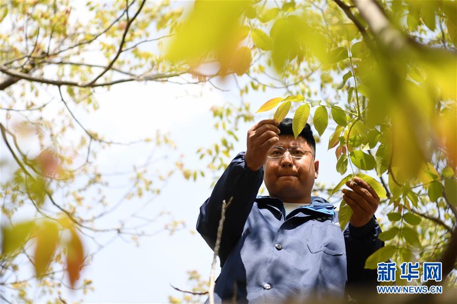 （脫貧攻堅·圖片故事）（4）“90后新農(nóng)人”的返鄉(xiāng)致富路