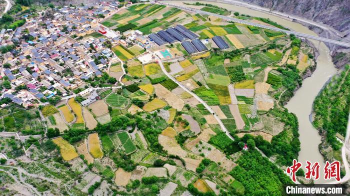 甘肅舟曲:白龍江畔麥浪翻滾收割忙