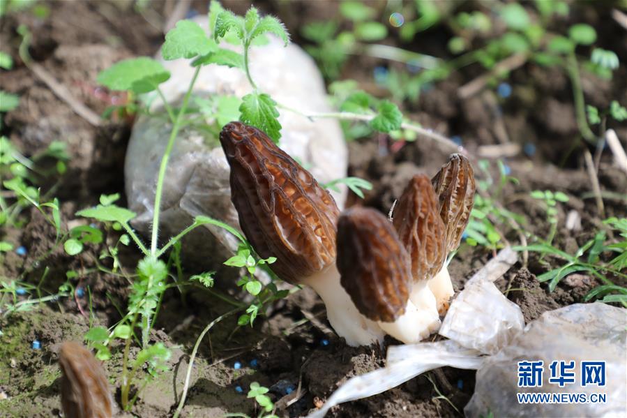 (經(jīng)濟(jì))(3)甘肅:羊肚菌產(chǎn)業(yè)助農(nóng)增收