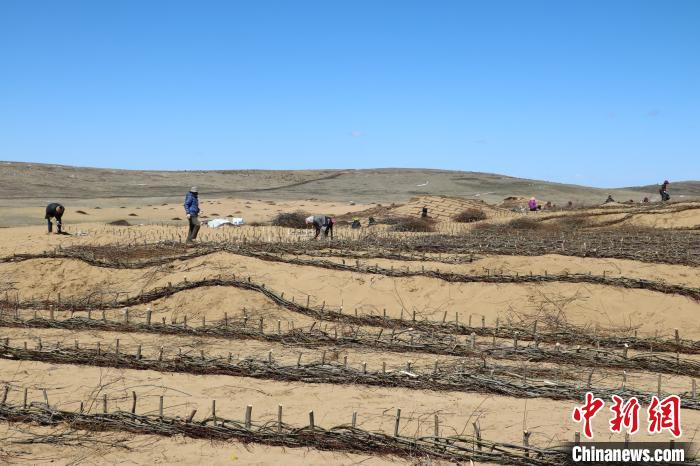 工作人員編織高山柳沙障。若爾蓋縣林業(yè)和草原局供圖