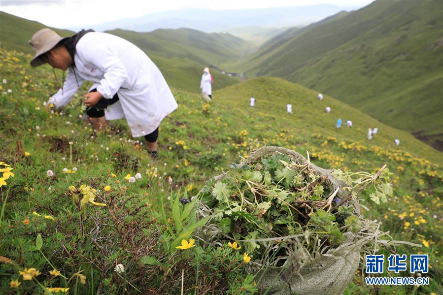 (社會)(3)夏日采藥季