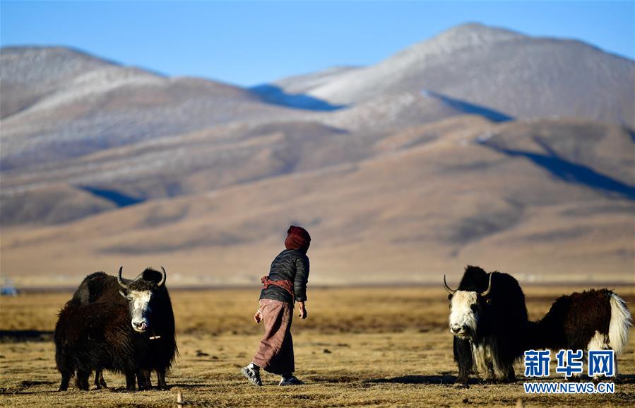 (社會)(3)青海稱多:生態(tài)畜牧業(yè)奏響牧歌