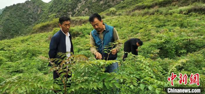 圖為張金利調(diào)研適合阿拉村種植的農(nóng)作物，經(jīng)過不斷改良技術(shù)后，產(chǎn)量大大提高。(資料圖)甘肅省水利廳供圖