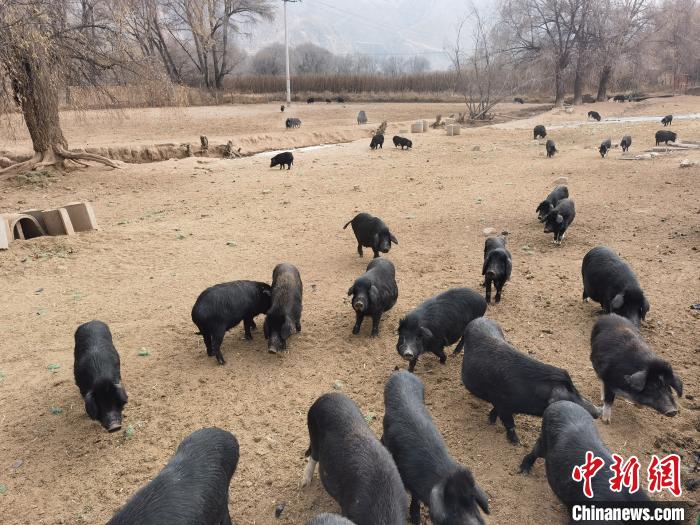 圖為藏香豬?！∑钤鲚?攝