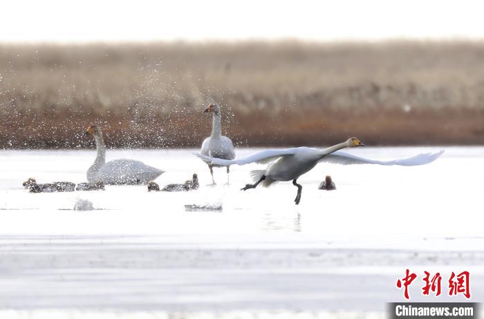 四川省阿壩州若爾蓋縣麥溪鄉(xiāng)的大天鵝?！“苍?攝