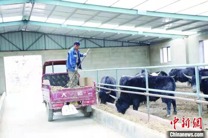 青海三江源草場(chǎng):牛羊智能“簽到”牧民“云端放牧”