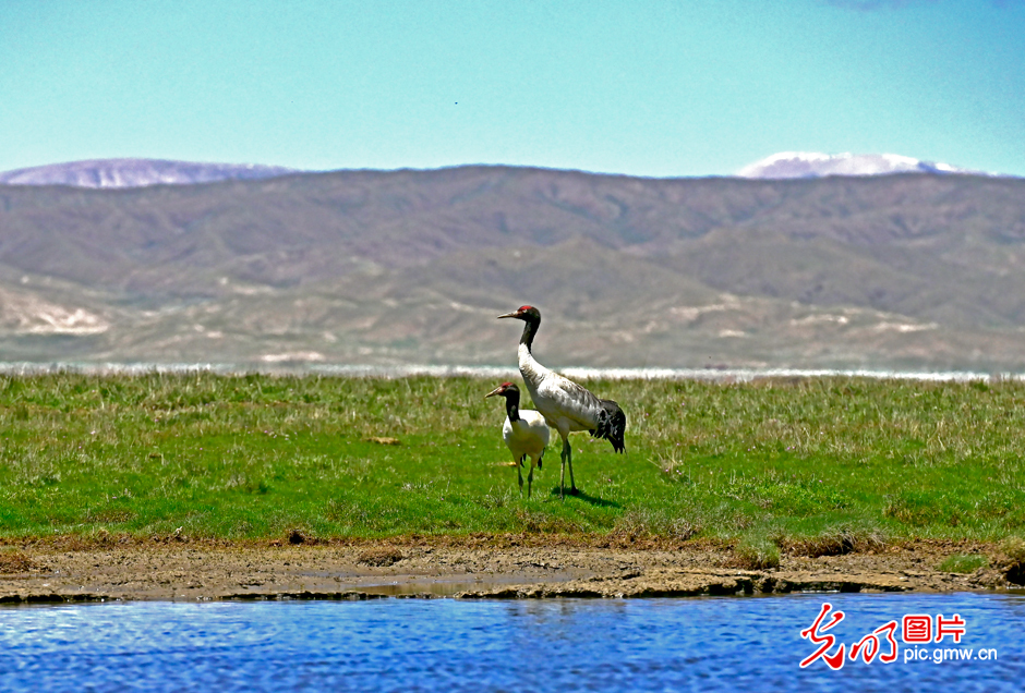 三江源國家公園正式設(shè)立，這是青海生態(tài)文明建設(shè)的新答卷