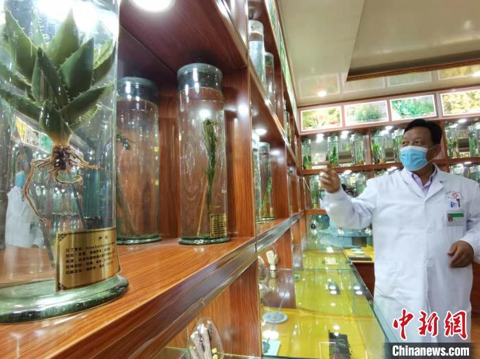 甘肅省甘南藏族自治州碌曲縣藏醫(yī)院副院長(zhǎng)看照加近30年的從醫(yī)工作，堅(jiān)持中藏醫(yī)特色優(yōu)勢(shì)相結(jié)合診療方法。　張婧 攝