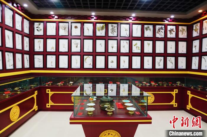 圖為藏藥臘葉標(biāo)本。　馬銘言 攝