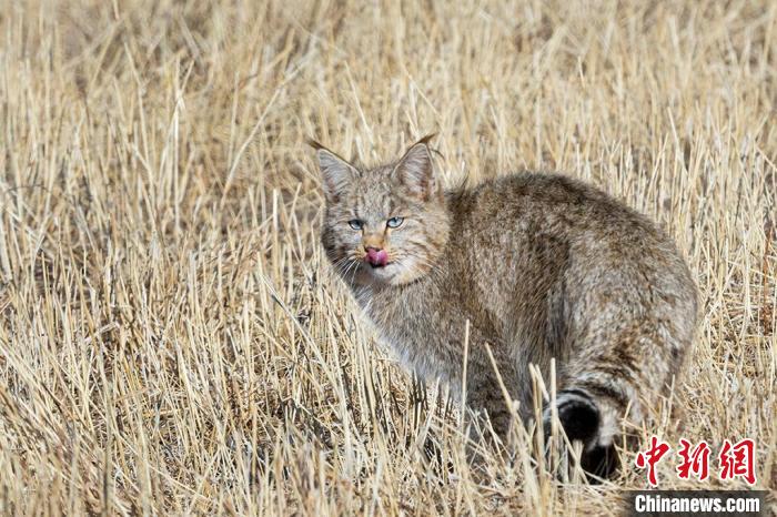 圖為拍攝到的荒漠貓?！O春生 攝