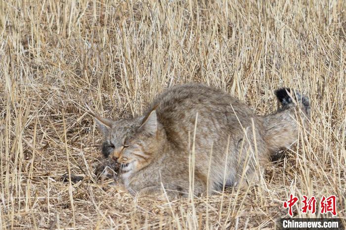 圖為拍攝到的荒漠貓?！≡S明遠 攝