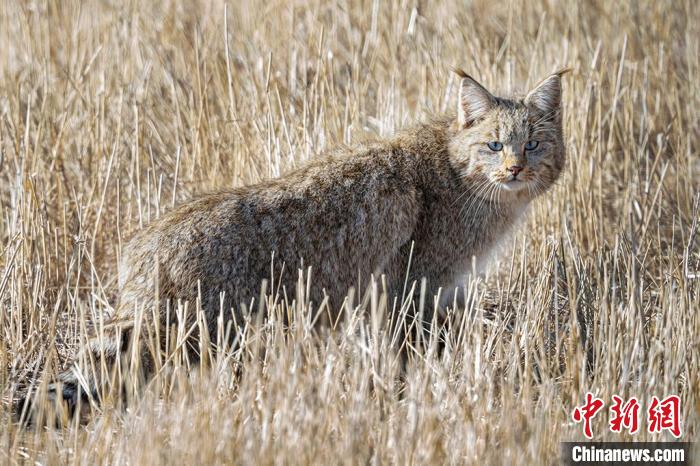 圖為拍攝到的荒漠貓?！≡S明遠 攝