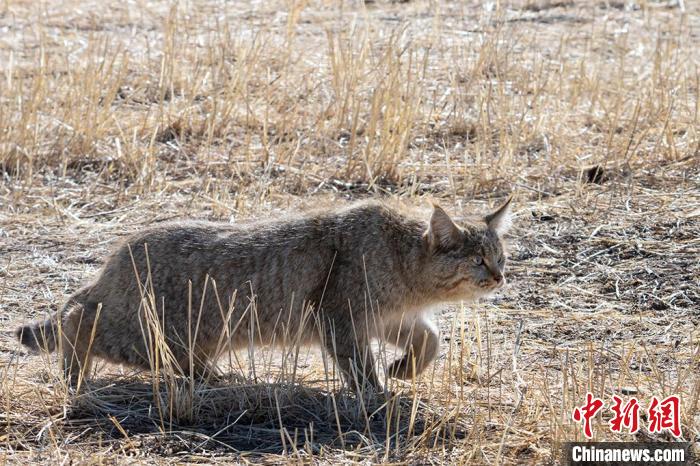 圖為拍攝到的荒漠貓?！O春生 攝