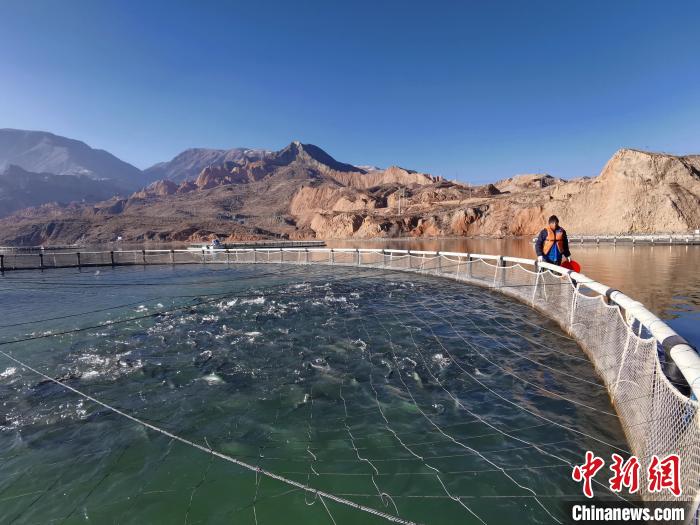 青海高原藏鄉(xiāng):黃河“牧場(chǎng)”里的打漁郎