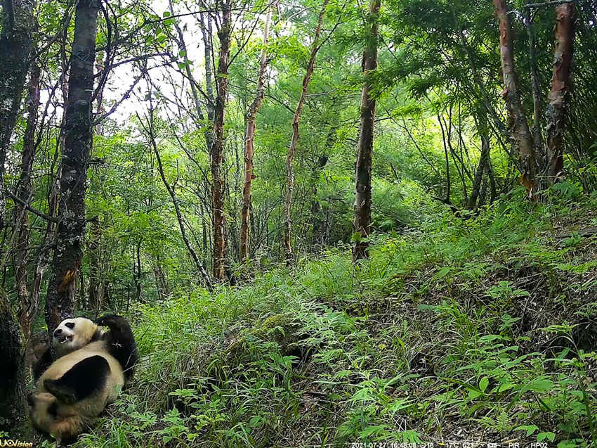 紅外相機(jī)拍攝到的野生大熊貓。平武縣融媒體中心供圖