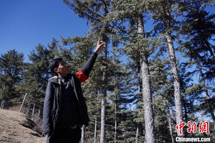 圖為桑杰加介紹林場(chǎng)樹(shù)木?！●R銘言 攝