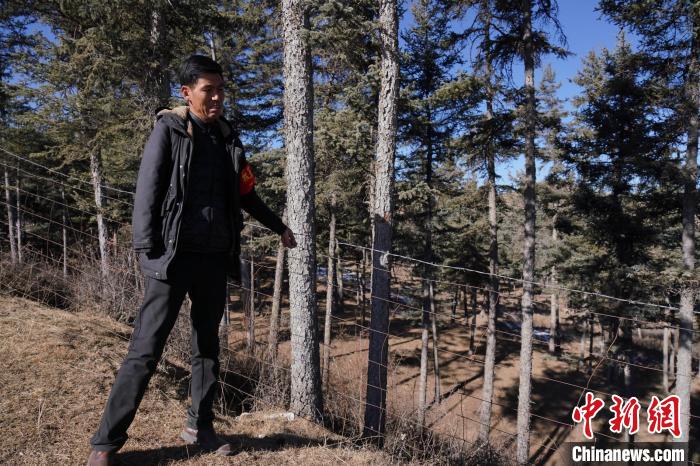 圖為桑杰加檢查林場(chǎng)防護(hù)網(wǎng)。　馬銘言 攝