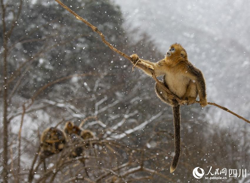 雪中嬉戲的川金絲猴。鐘歡攝
