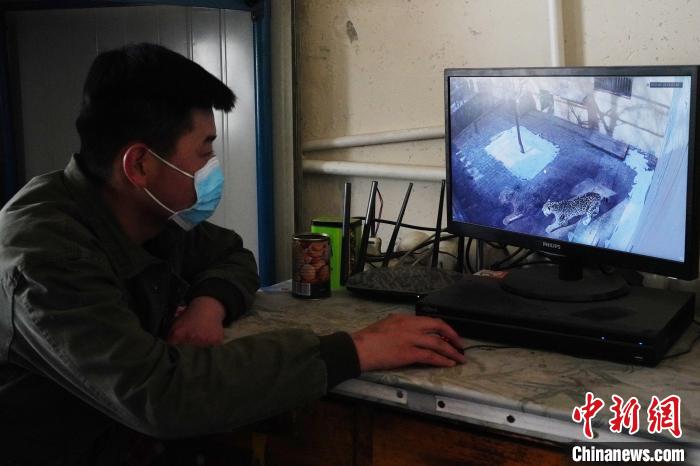 圖為雪豹“奶爸”史壽軍通過監(jiān)控察看雪豹情況?！●R銘言 攝