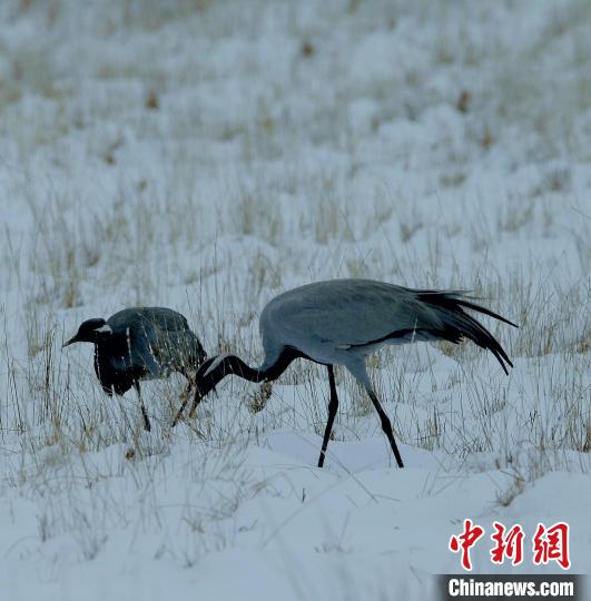 在若爾蓋濕地的蓑羽鶴?！∪魏吻?攝