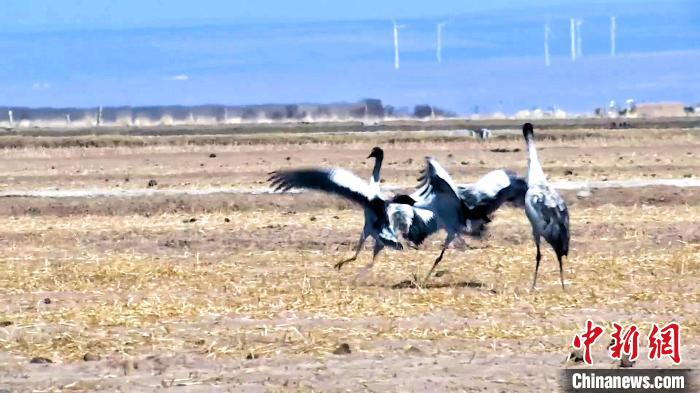 圖為黑頸鶴追逐嬉戲?！￡惷髡?攝