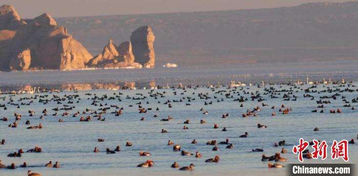 青海第41屆“愛鳥周”活動(dòng):線上開展提高公眾愛鳥意識